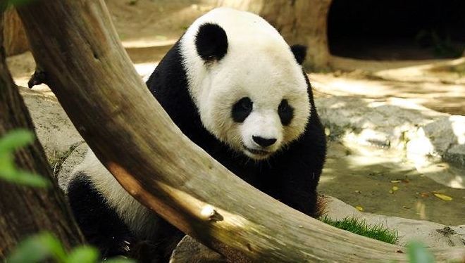 Los-excrementos-de-oso-panda-pueden-mejorar-los-biocombustibles.jpg