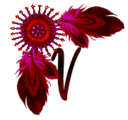 NA-Corner-Fuschia-V.gif