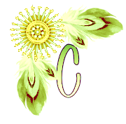 NA-Corner-Yellow-C.png