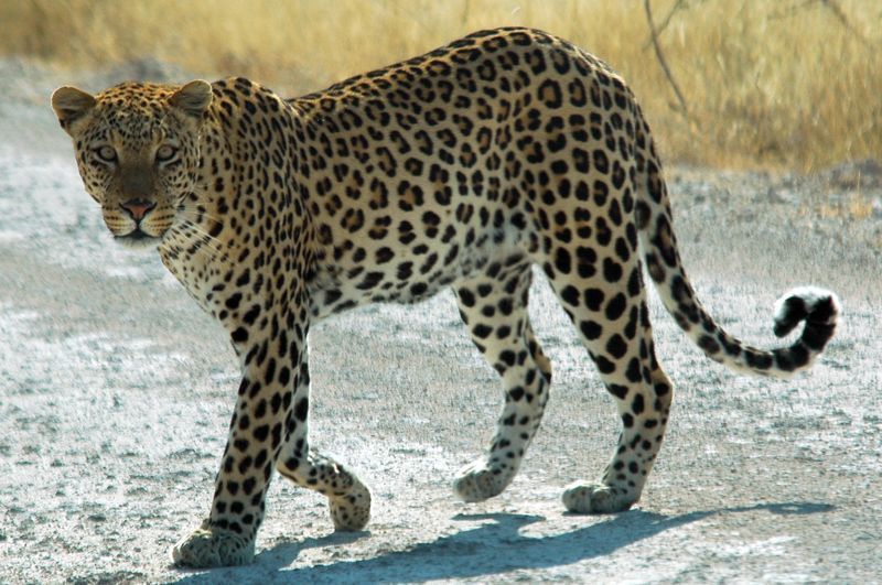 Namibie_Etosha_Leopard_01edit.jpg