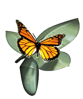 Orange-Butterfly-Animated-butterflies-7451144-292-350.gif