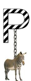 P-Zebra-Charm_ccnan.jpg