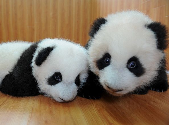 Panda-Twins-Born-Protection-Research-Centre.jpg