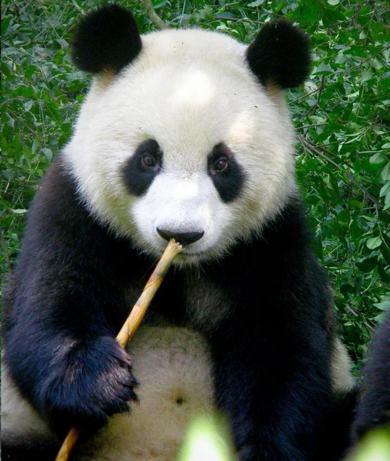 Panda-bear-animals-31984297-696-823.jpg