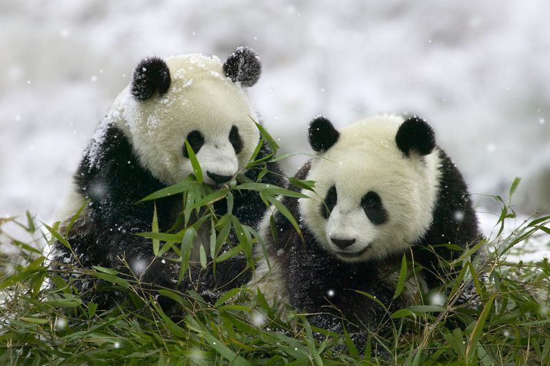 Panda-info-and-images-05.jpg