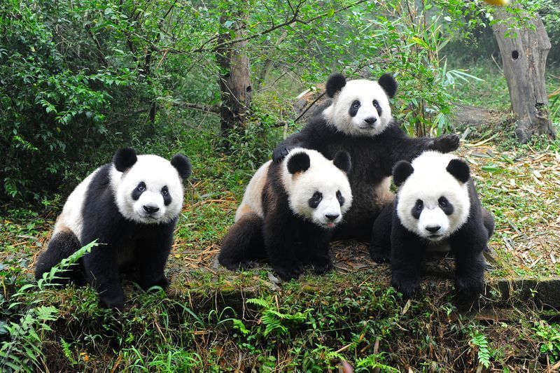 Panda-info-and-images-07.jpg