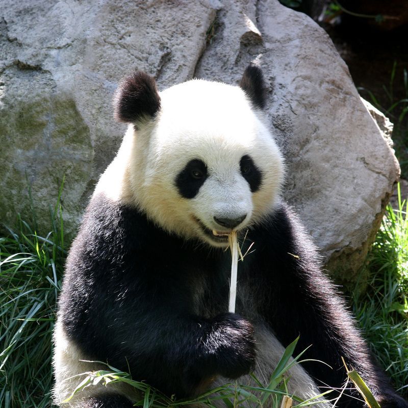 Panda4545.jpg