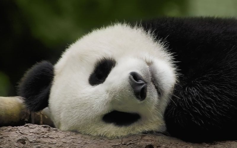 PandaBearWidescreenAnimalDesktops.jpg