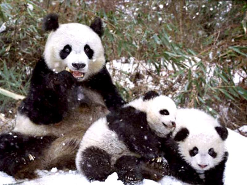 Pandas-1009.jpg