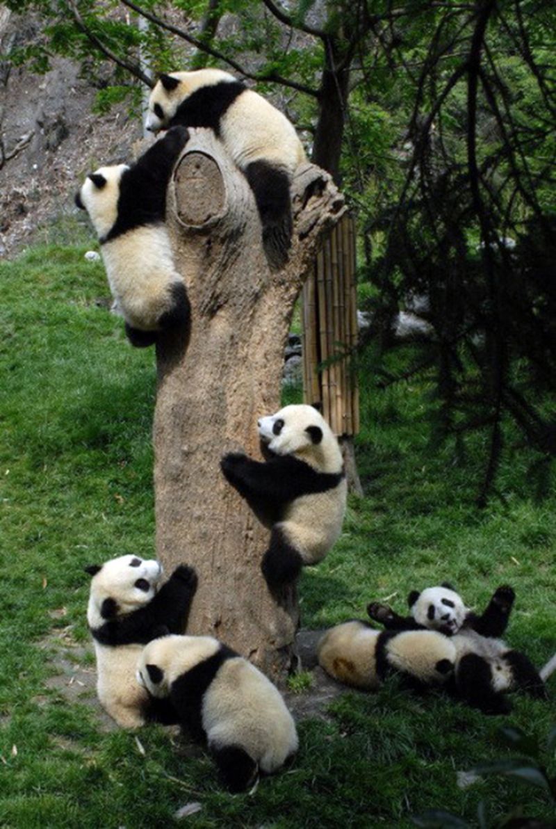 Pandas-D-pandas-23654705-500-745.jpg