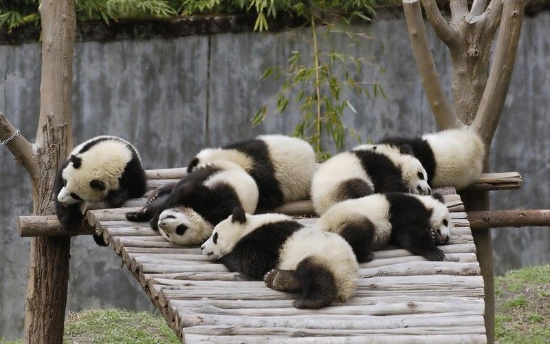 Pandas65.jpg