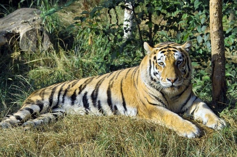 Panthera_tigris_altaica_-_Pries.jpg