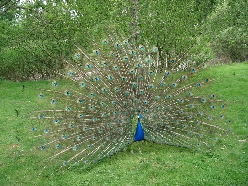 Paon_bleu_faisant_la_roue_-_peacock.jpg