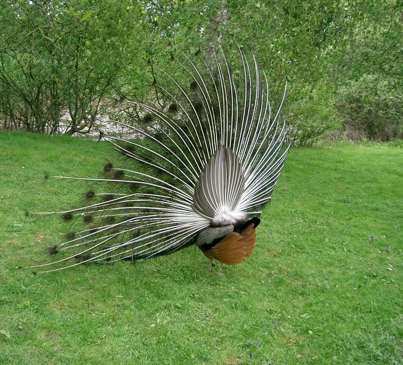 Paon_de_dos_-_peacock.jpg