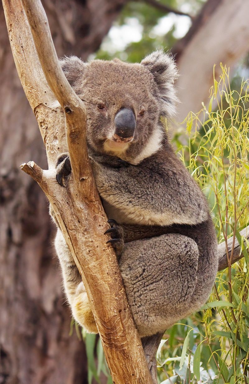 Phascolarctos_cinereus_Bonorong.jpg