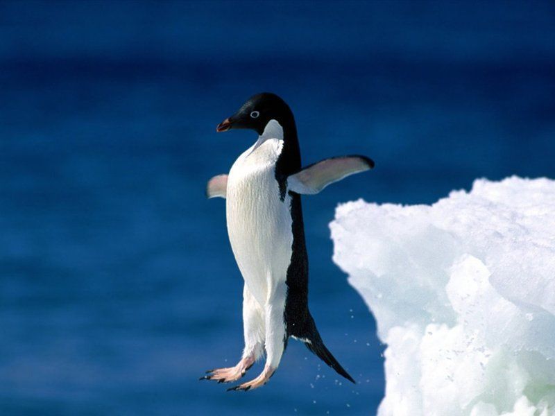 Pingouin.jpg
