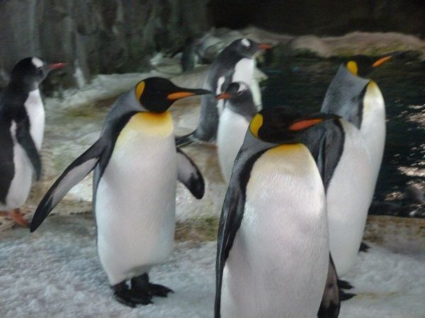 Pingouins-blog.jpg
