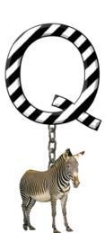 Q-Zebra-Charm_ccnan.jpg