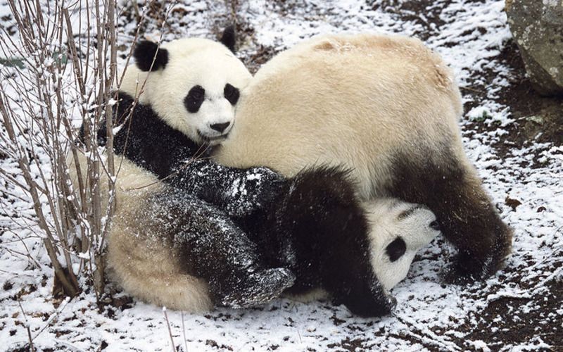 Save-The-Panda-Bears-flora-and-fauna-18586483-1280-800.jpg