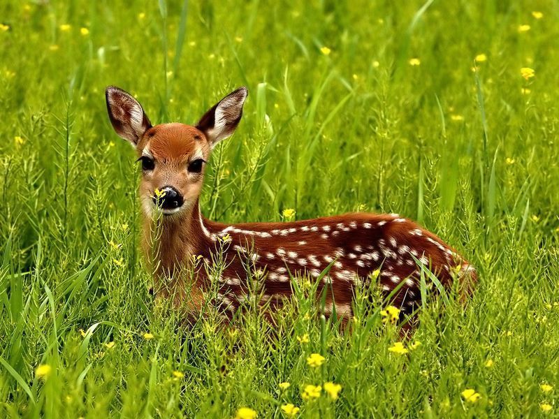 Sika_deer_japanese_deer.jpg