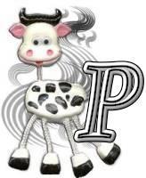 Silly-Cow-P.jpg