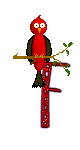 Singing-Red-Bird-Alpha-by-iRiS-F.gif