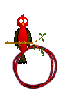 Singing-Red-Bird-Alpha-by-iRiS-O.gif