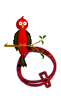 Singing-Red-Bird-Alpha-by-iRiS-Q.gif