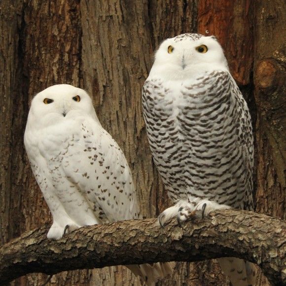 Snowy-Owls-Christian-Sperka-580x580.jpg