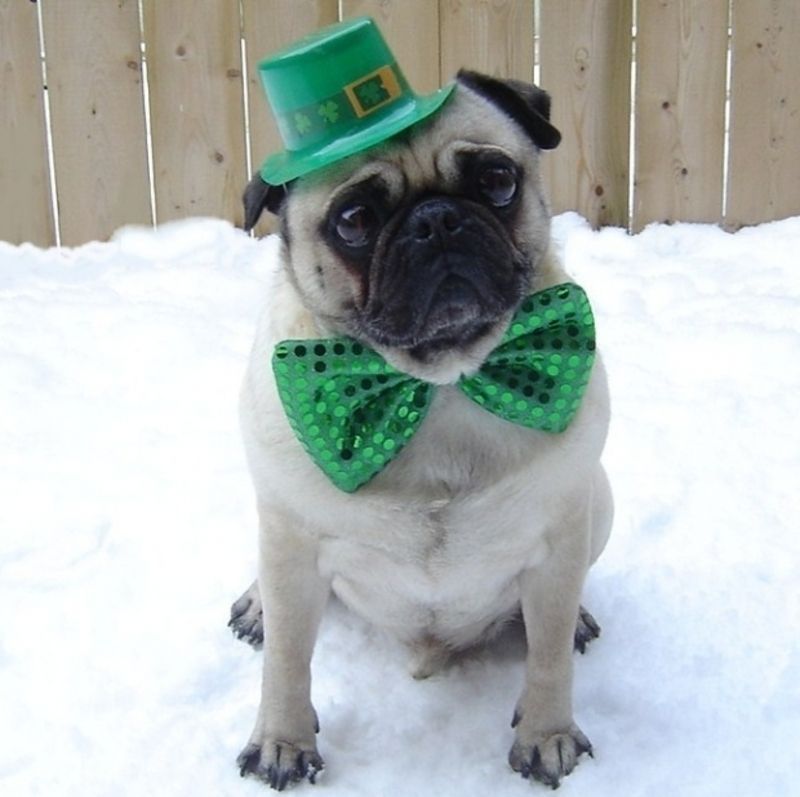 St-Patrick-s-Day-Pug-dogs-33615662-647-645.jpg