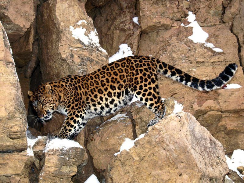 Stakeout20Amur20Leopard.jpg