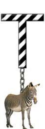 T-Zebra-Charm_ccnan.jpg