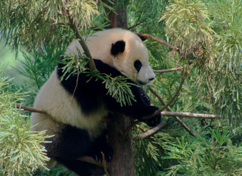 Tai_Shan-_National_Zoos_Panda_Cub_at_1_year_old_185094394.jpg