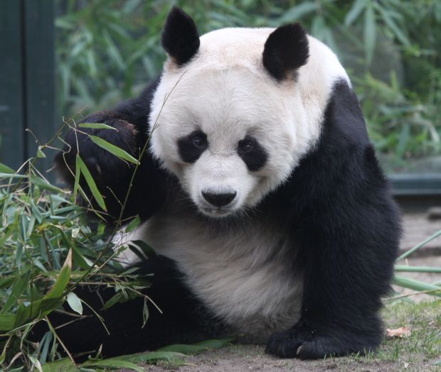 The-Giant-Panda.jpg