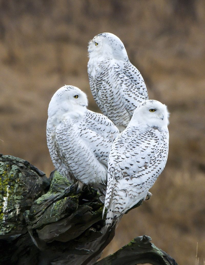 Three-Snowy-Owls.jpg