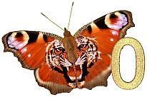 Tiger_Butterfly_0.jpg