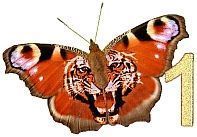 Tiger_Butterfly_1.jpg