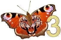 Tiger_Butterfly_3.jpg