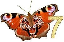 Tiger_Butterfly_7.jpg