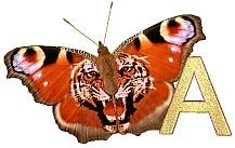 Tiger_Butterfly_A.jpg