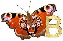 Tiger_Butterfly_B.jpg