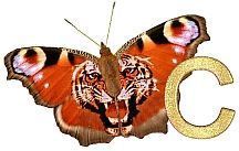 Tiger_Butterfly_C.jpg