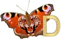 Tiger_Butterfly_D.jpg
