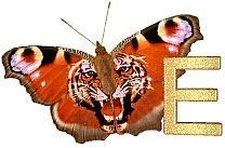 Tiger_Butterfly_E.jpg