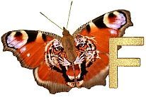 Tiger_Butterfly_F.jpg