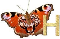 Tiger_Butterfly_H.jpg