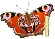Tiger_Butterfly_I.jpg