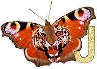 Tiger_Butterfly_J.jpg