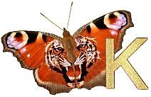 Tiger_Butterfly_K.jpg