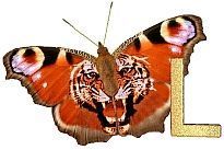 Tiger_Butterfly_L.jpg